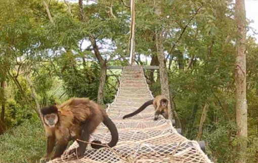 Rumo inova para proteger fauna e reduzir impacto das ferrovias