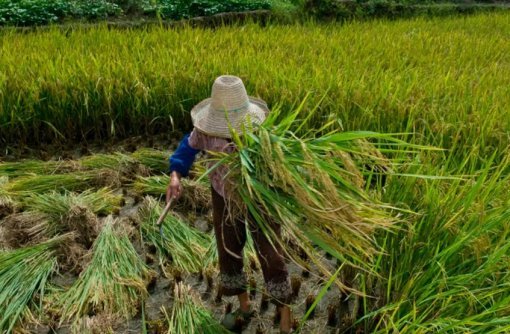 Garantia de direitos trabalhistas no campo ainda encara desafios
