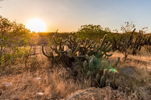 Caatinga lidera a expansão solar no Brasil