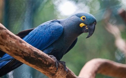 Lista de fauna ameaçada tem 180 animais incluídos e 150 retirados