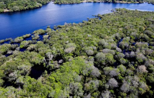 Alertas de desmatamento na Amazônia caem 35% em junho