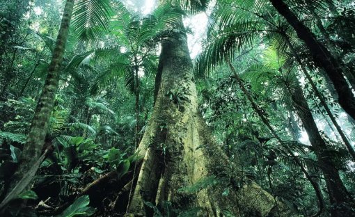 18 espécies ajudam a Amazônia contra o aquecimento global