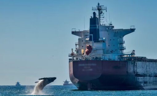 Pesquisa inédita vai rastrear baleias-jubarte por satélite
