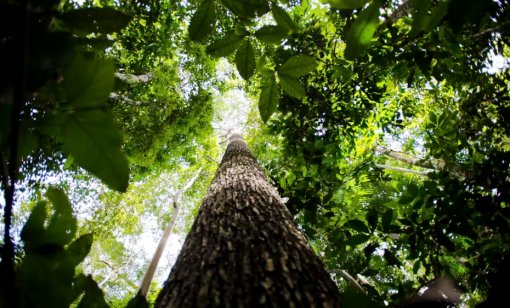 Holanda anuncia US$ 500 mi em fundo florestal criado pelo Brasil